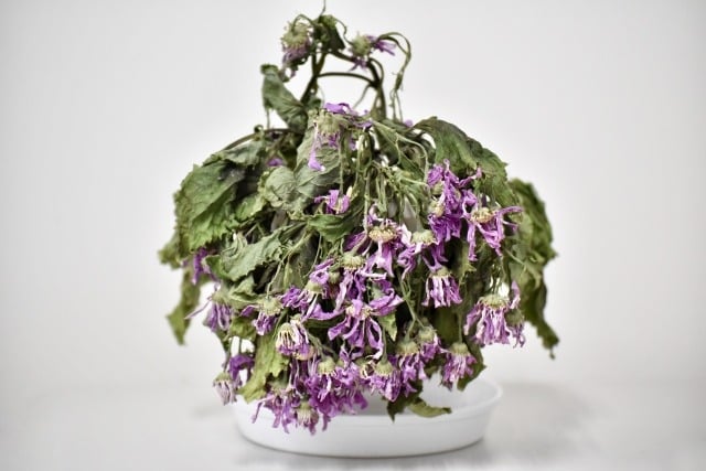 しおれた紫色の花の鉢植え。祝い花の一般的な課題として、枯れるリスクを表現したイメージ写真